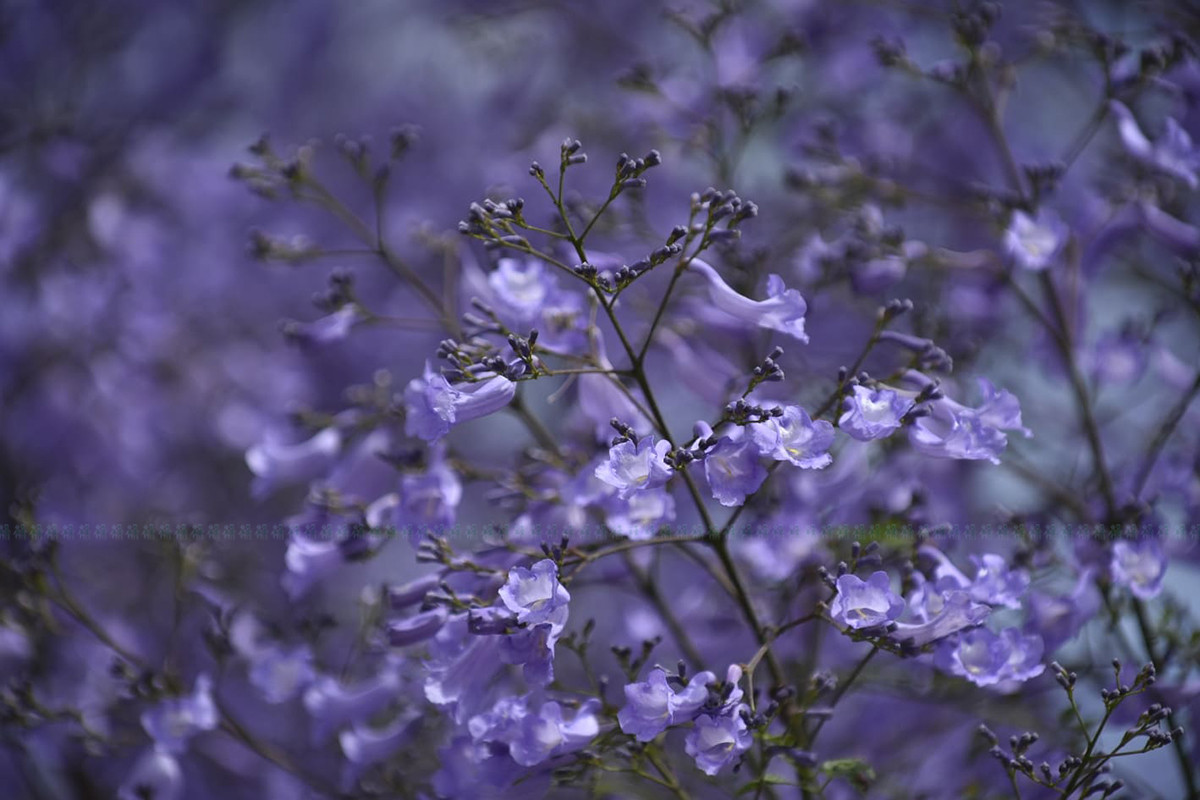 https://raracms.setopati.com/uploads/shares/2020/sujita/jacaranda/jacarranda (1).jpg